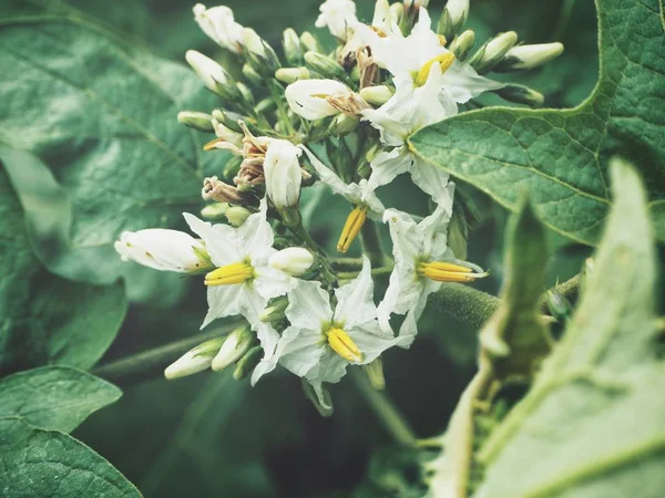 Belle Fleurs Aubergine Blanche — Photo