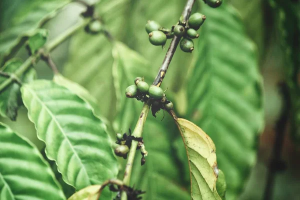 Kaffeepflanze Auf Dem Baum Hintergrund Nahaufnahme — Stockfoto