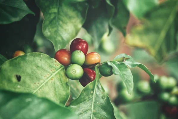 背景の木の上のコーヒー植物をクローズ アップ — ストック写真