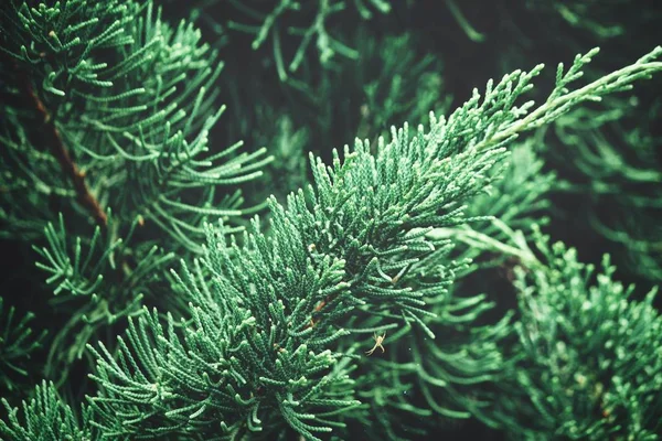 背景の木に松の葉 クローズ アップ — ストック写真