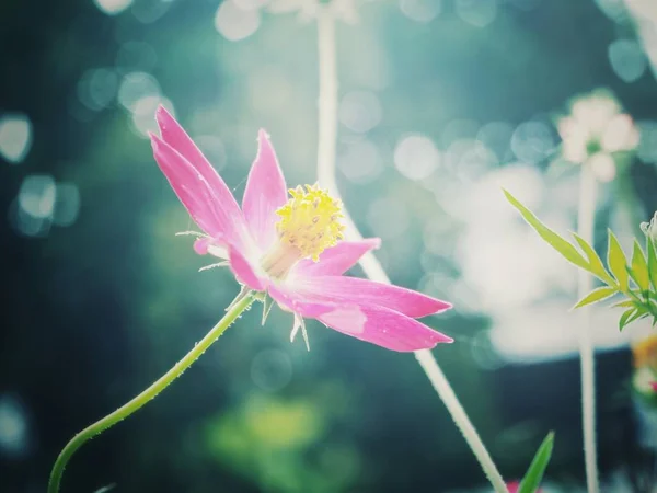 Krásné Růžové Kosmos Květin — Stock fotografie