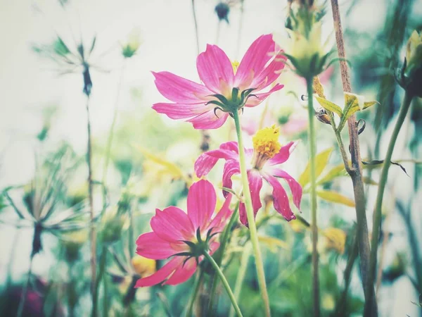 Schöne Rosa Kosmos Blumen — Stockfoto
