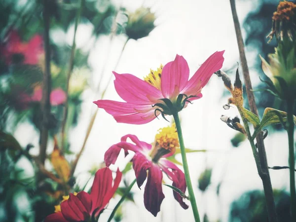 Krásné Růžové Kosmos Květin — Stock fotografie