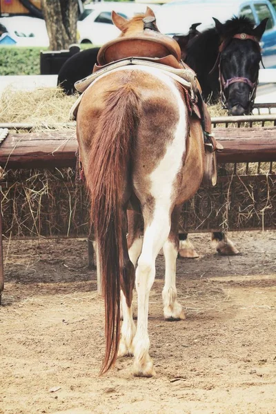 背景にファームの茶色の馬をクローズ アップ — ストック写真