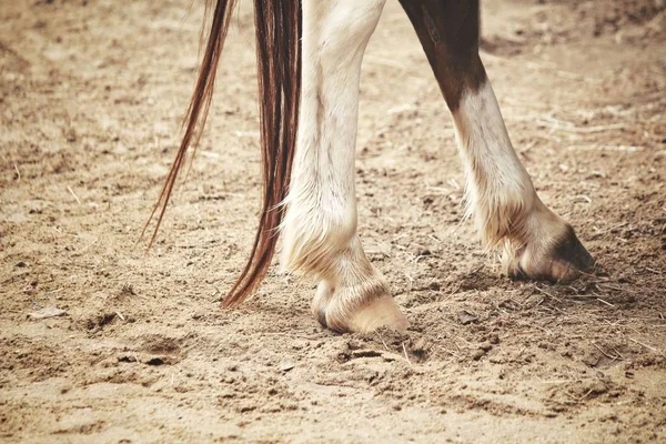 Πόδια Του Αλόγου Φόντο Κοντινό Πλάνο — Φωτογραφία Αρχείου