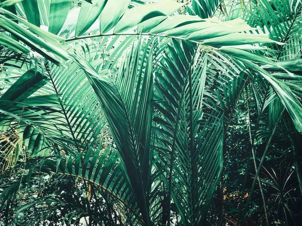 Güzel Palm Tropikal Yaprak — Stok fotoğraf