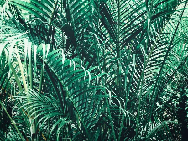 Gyönyörű Trópusi Pálmalevél — Stock Fotó