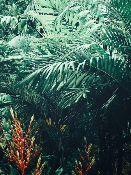 Schön Von Tropischen Palmenblättern — Stockfoto