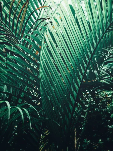 Bello Foglie Tropicali Palma — Foto Stock