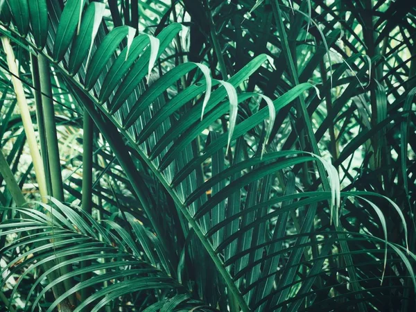 Прекрасные Пальмовые Листья — стоковое фото