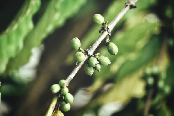 Planta Café Árvore Fundo — Fotografia de Stock