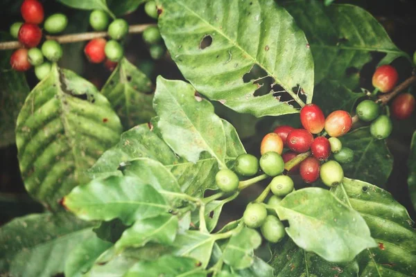 Planta Café Árbol Fondo —  Fotos de Stock