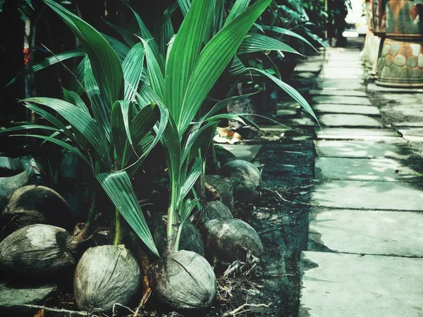 Planta Coco Hojas Fondo —  Fotos de Stock