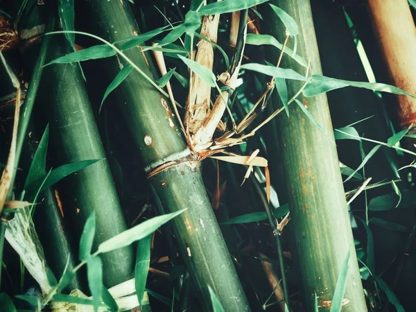 Fundo Árvore Bambu Textura — Fotografia de Stock