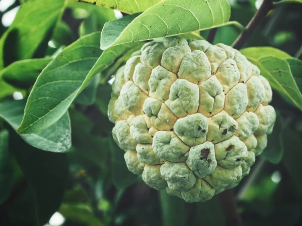 Vaniljsås Äpple Med Blad Träd — Stockfoto