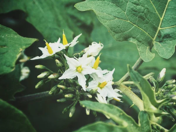 白茄子の花の美しい — ストック写真