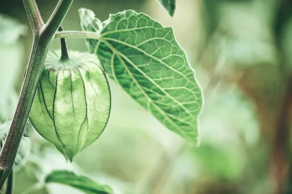 Kapstachelbeere Und Blätter Baum — Stockfoto