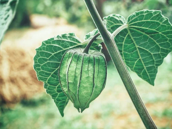 Cape Gooseberry Leaves Tree — Stock Photo, Image