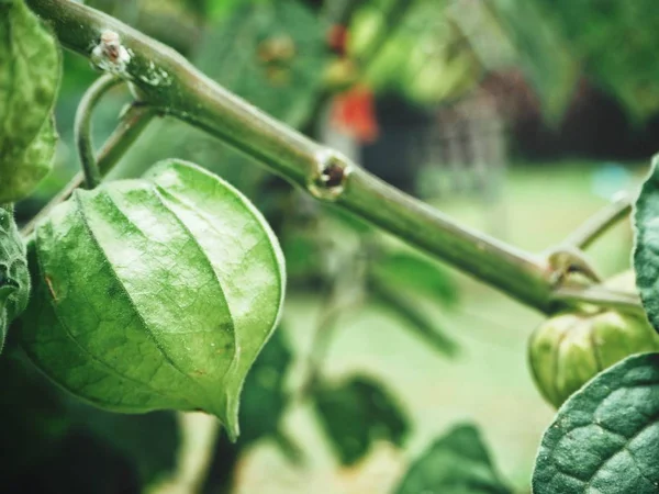 Kapstachelbeere Und Blätter Baum — Stockfoto