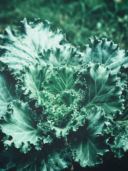 Decorative Curly Kale Background Close — Stock Photo, Image