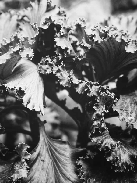 Black and white decorative curly kale