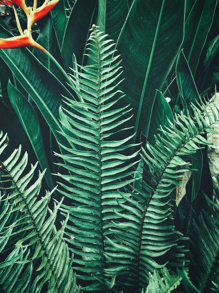 Tropische Farnblätter Hintergrund — Stockfoto