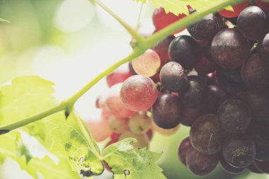 Kırmızı üzüm bağ asılı