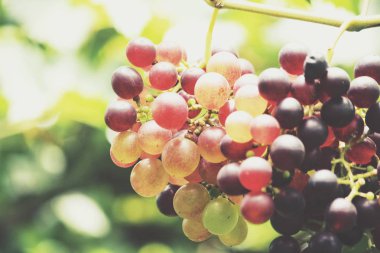 Kırmızı üzüm bağ asılı