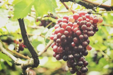 Kırmızı üzüm bağ asılı