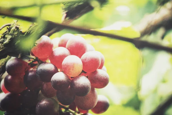 Uvas Rojas Colgando Viñedo — Foto de Stock