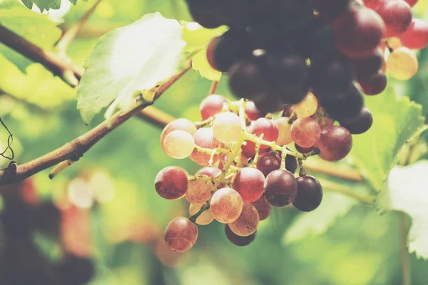 Anggur Merah Tergantung Kebun Anggur — Stok Foto