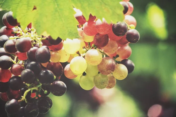 Anggur Merah Tergantung Kebun Anggur — Stok Foto
