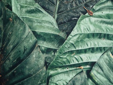 Arka plan veya doku yeşil tropikal yaprak