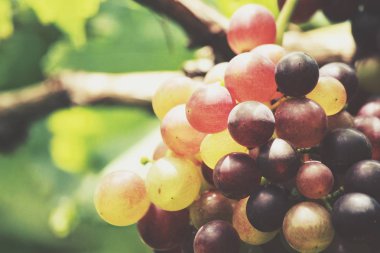 Kırmızı üzüm bağ asılı