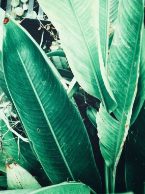 Yeşil tropik yaprakların güzelliği