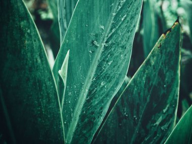 Yeşil tropik yaprakların güzelliği