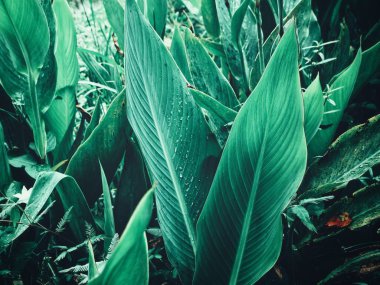 Yeşil tropik yaprakların güzelliği