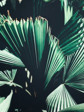 Güzel palm tropikal yaprak