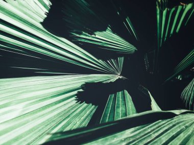 Güzel palm tropikal yaprak