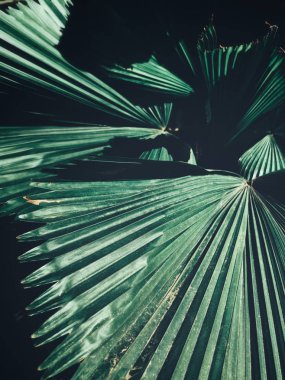 Güzel palm tropikal yaprak