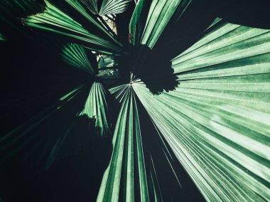 Güzel palm tropikal yaprak