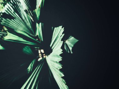 Güzel palm tropikal yaprak