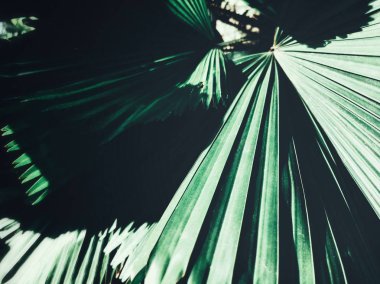 Güzel palm tropikal yaprak