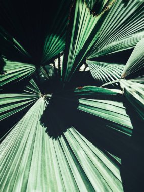 Güzel palm tropikal yaprak