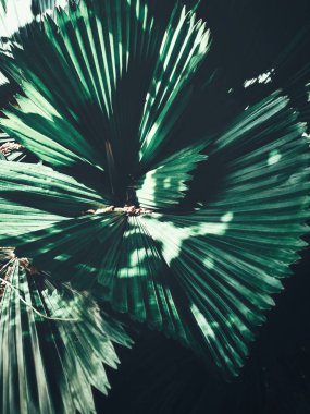 Güzel palm tropikal yaprak