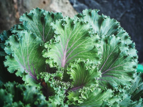 Decorative Curly Kale Background Close — Stock Photo, Image