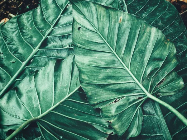 Zielony Tropikalne Liście Tło Tekstura — Zdjęcie stockowe