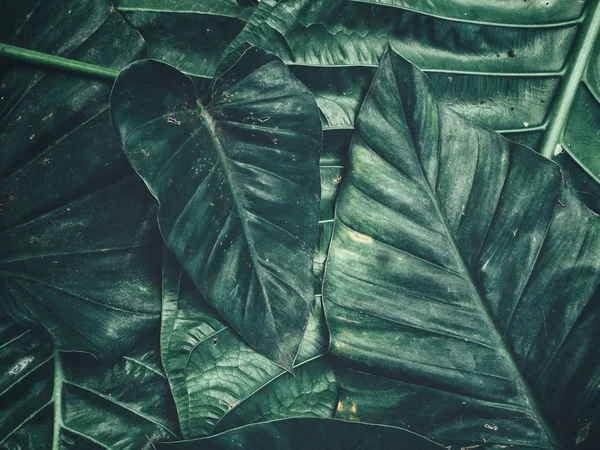 Зеленые Тропические Листья Фон Текстура — стоковое фото