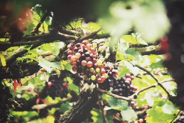 Uvas Vermelhas Penduradas Vinha — Fotografia de Stock