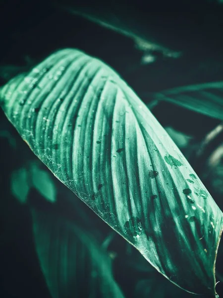 緑の熱帯の葉の美しい — ストック写真
